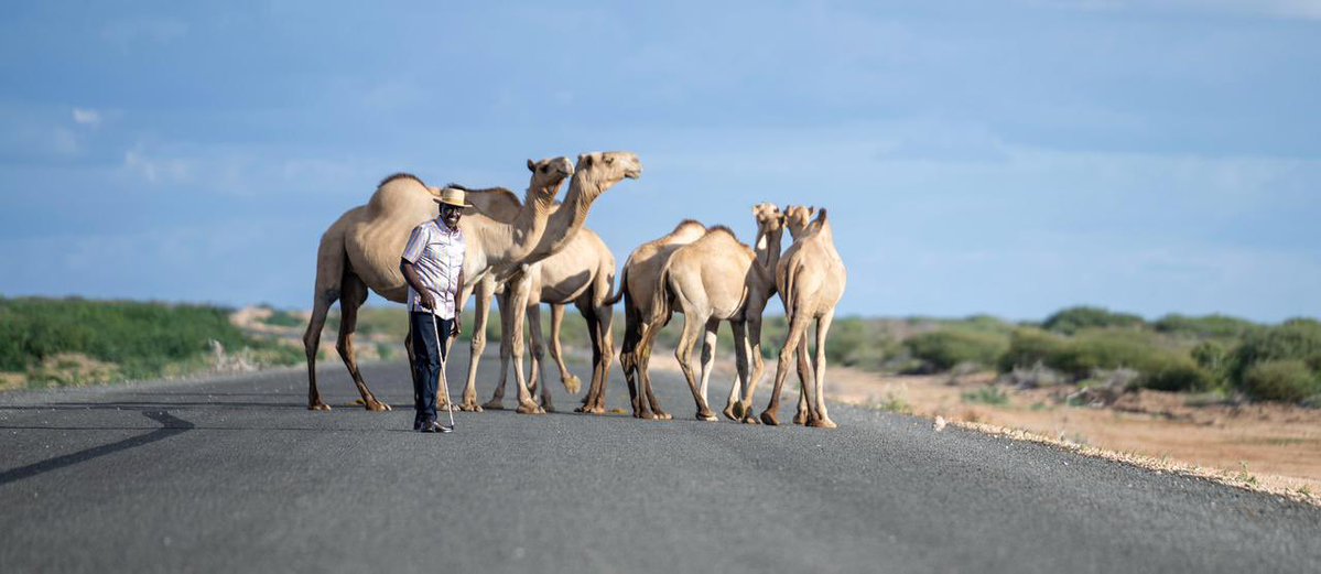 Hussein Mohamed, MBS. tweet media