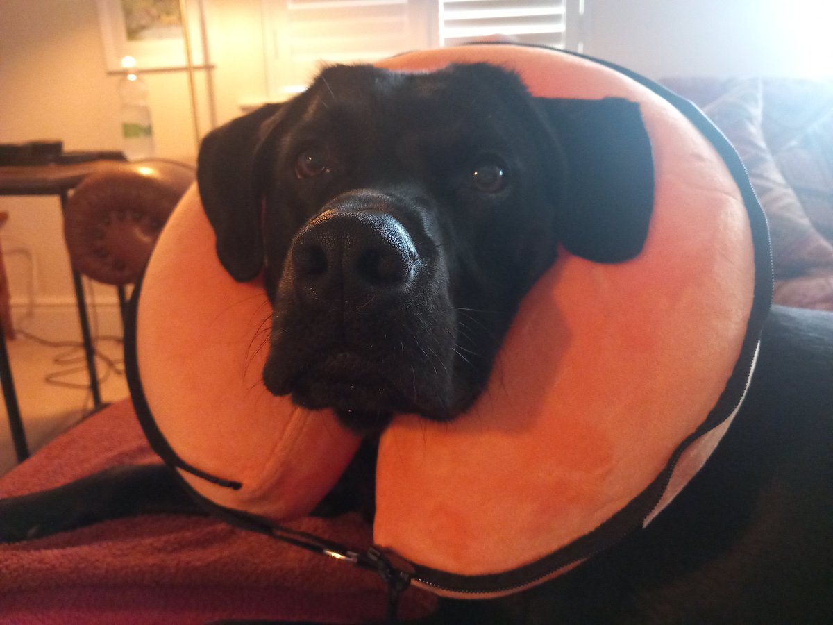 francewitch's tweet photo. HE'S SAFELY HOME!!! He absolutely 💯 loved being at the vets, happy 😊 as Larry.  They loved him!! @dogcelebration #dogsofX #dogsoftwitter #labrador #blacklab https://t.co/j0VAOiHjrr