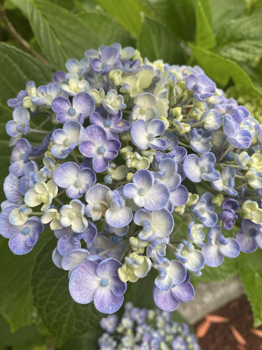 ScepterdIsleff's tweet photo. 病院帰りに見つけた紫陽花🌸

結核で関節に痛みが出る場合があるって知らなくて
結核の疑いと病院で言われてびっくり😱
結核！？😱🩸
肺がかなり良くないそうでCTも撮りに行ってきます😞

花粉や黄砂で肺がチクチクするのかな？と思ってたら全然違った💦

ドラクエ7はクリアしました(｡･ω･｡)ﾉ笑 https://t.co/9ovIpy7N0S