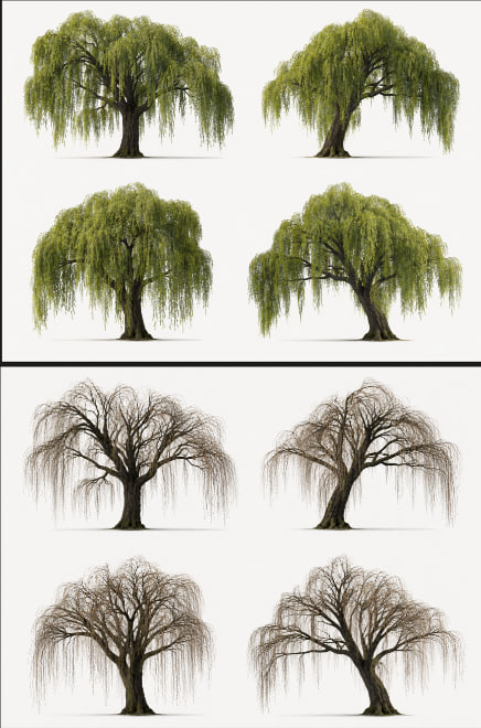 NMormaan's tweet photo. Finally, my favorite part of the project: the weeping willow. Made it from scratch using Blender for the base mesh and SpeedTree for procedural branches, leaves and wind animation. Custom AI‑generated bark textures, Megascans leaves, LODs set up and it already runs nicely in UE5. https://t.co/dWzjDwNosq