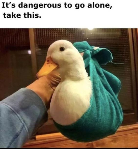 WholesomeMeme's tweet photo. https://t.co/eIYWbehUnc
