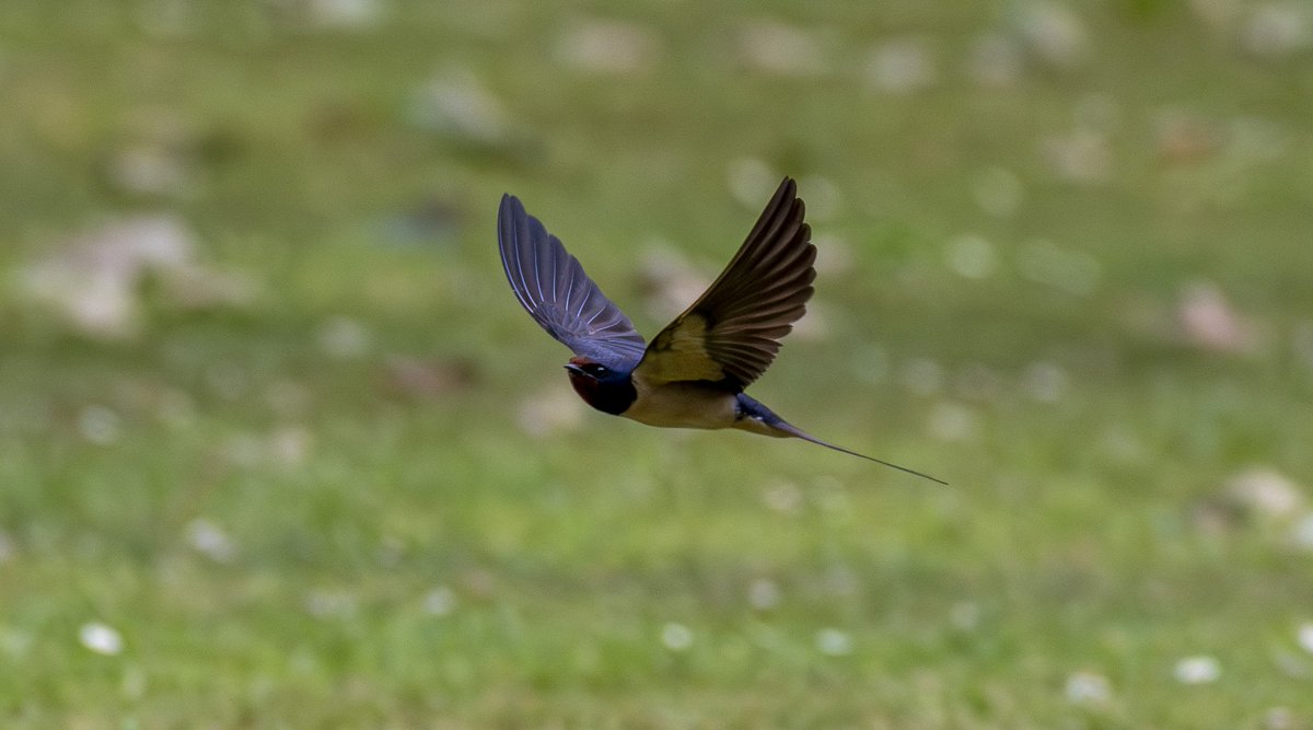 eddyedwards6859's tweet photo. A trip to Speke Hall to test the lens out, seems OK. Any oof shots are now down to me! 😂 LTT, male blackcap, swallow and blue tit. https://t.co/6S8AXjf76t