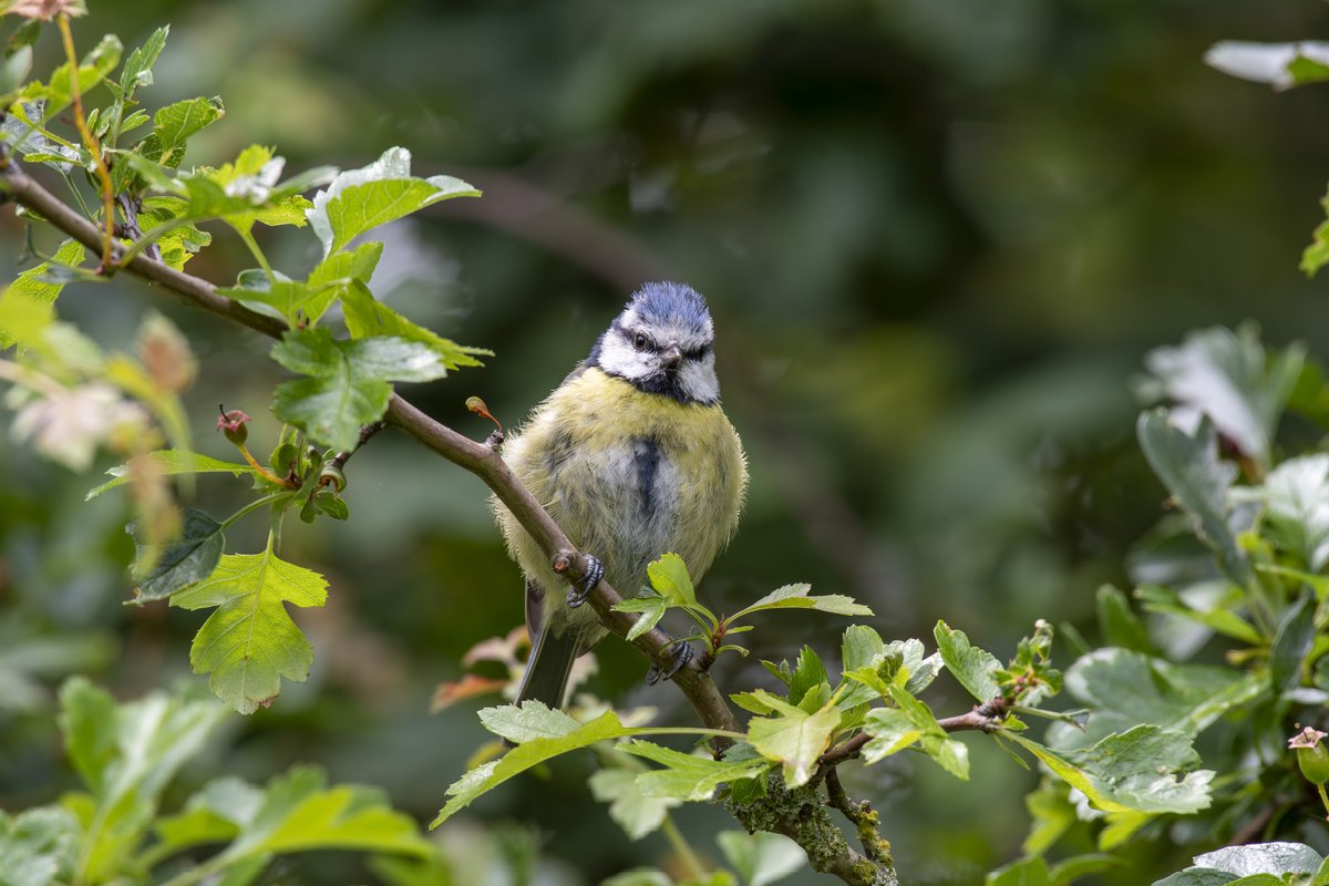 eddyedwards6859's tweet photo. A trip to Speke Hall to test the lens out, seems OK. Any oof shots are now down to me! 😂 LTT, male blackcap, swallow and blue tit. https://t.co/6S8AXjf76t