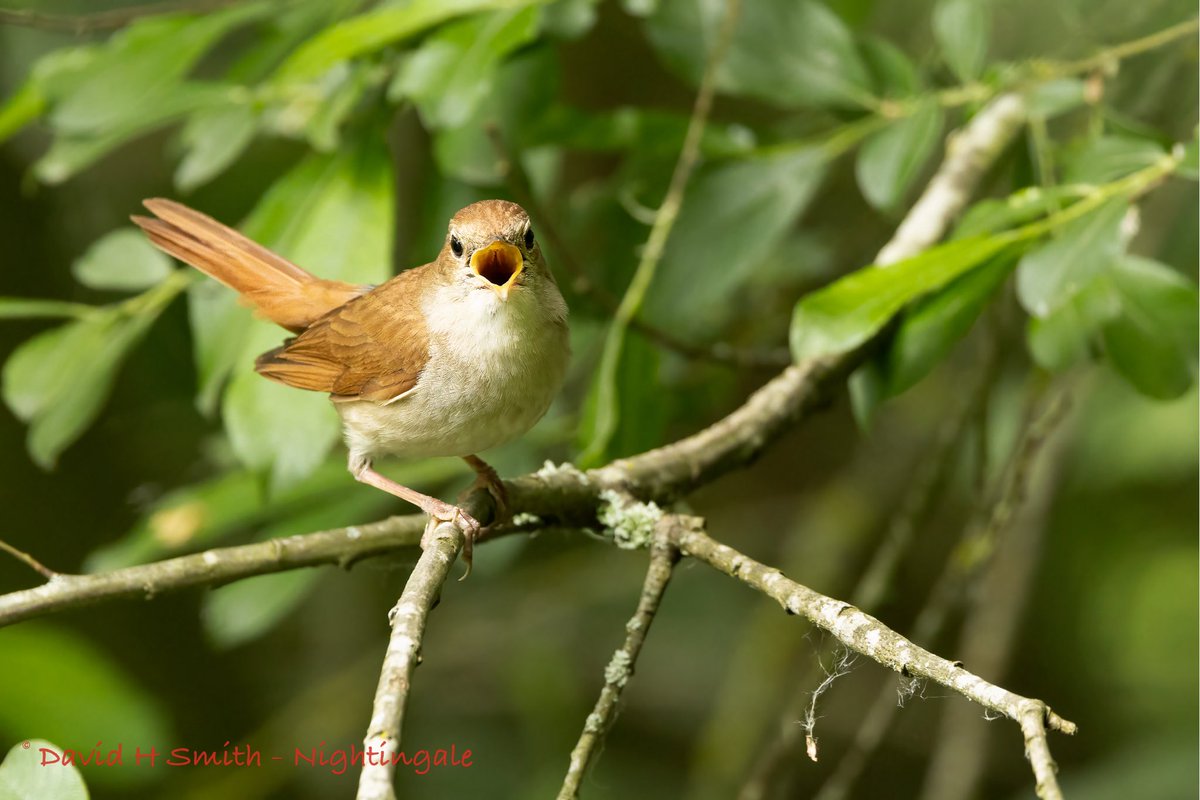barbeldave's tweet photo. Nightingales seen this afternoon in Northamptonshire. 🤓
#northantsbirds #wildlifebcn #birds #nature #naturephotography #wildlife #wildbirdphotography https://t.co/WvB8D8ZPxM