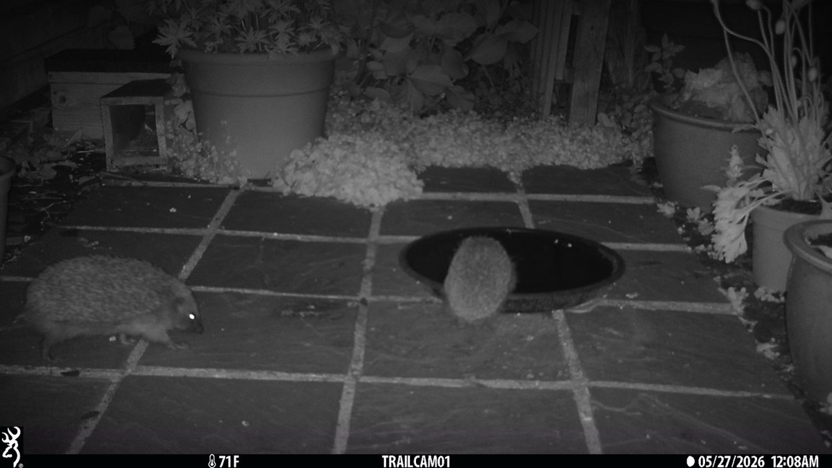 PumpkinDavid's tweet photo. A few more garden wildlife recordings from this week - sparrows, magpies, fox and hedgehogs. https://t.co/O8oF1Z8hXG
