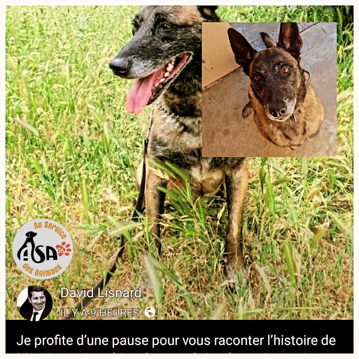 ASA06_'s tweet photo. Merci à David Lisnaed pour l'adoption de Mystic ! 🐾
Simba et bientôt Taz sont adoptés par la police de Cannes.
Merci aux 25 communes des Alpes Maritimes qui soutiennent une FOURRIÈRE ÉTHIQUE où chaque animal est soigné et bénéficie d'une seconde chance. ❤️ #fourriereethique https://t.co/IFzZf07ycT