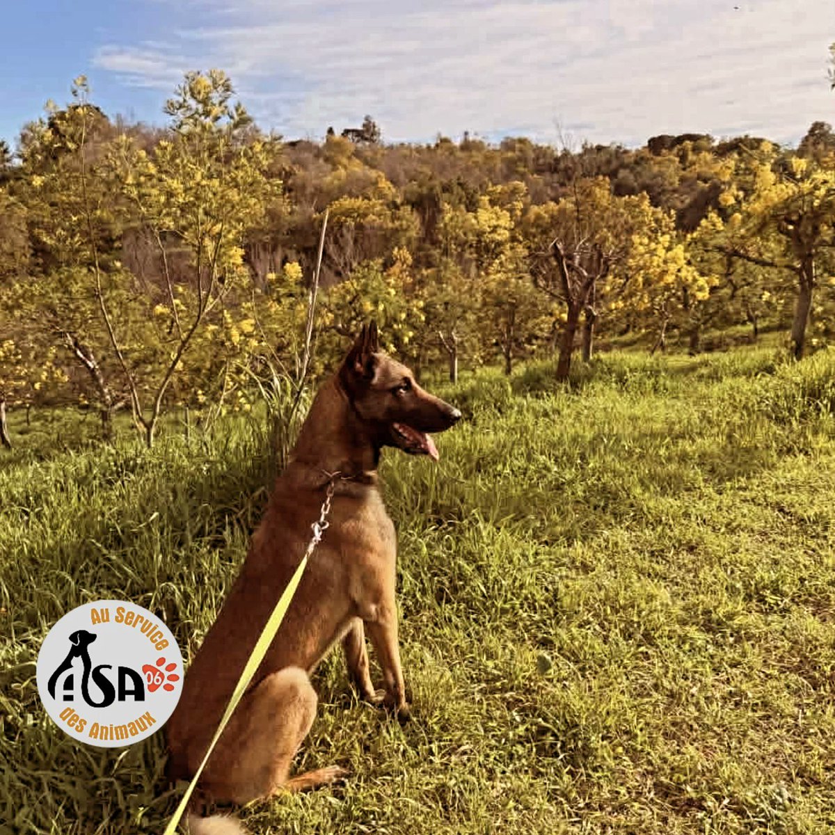ASA06_'s tweet photo. Merci à David Lisnaed pour l'adoption de Mystic ! 🐾
Simba et bientôt Taz sont adoptés par la police de Cannes.
Merci aux 25 communes des Alpes Maritimes qui soutiennent une FOURRIÈRE ÉTHIQUE où chaque animal est soigné et bénéficie d'une seconde chance. ❤️ #fourriereethique https://t.co/IFzZf07ycT