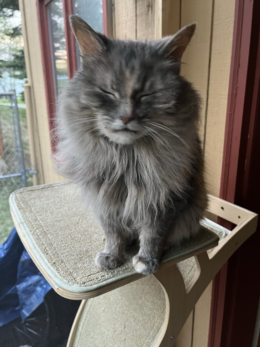 tauriarts's tweet photo. Typha 🌾
It’s been two weeks since she has been diagnosed, and she can’t really close her mouth anymore, but she’s still eating well. She continues to enjoys her treats, her favorite activities, and is still the same sassy, then sweet cat. 🥹
#cat https://t.co/VVAD6CgnCz