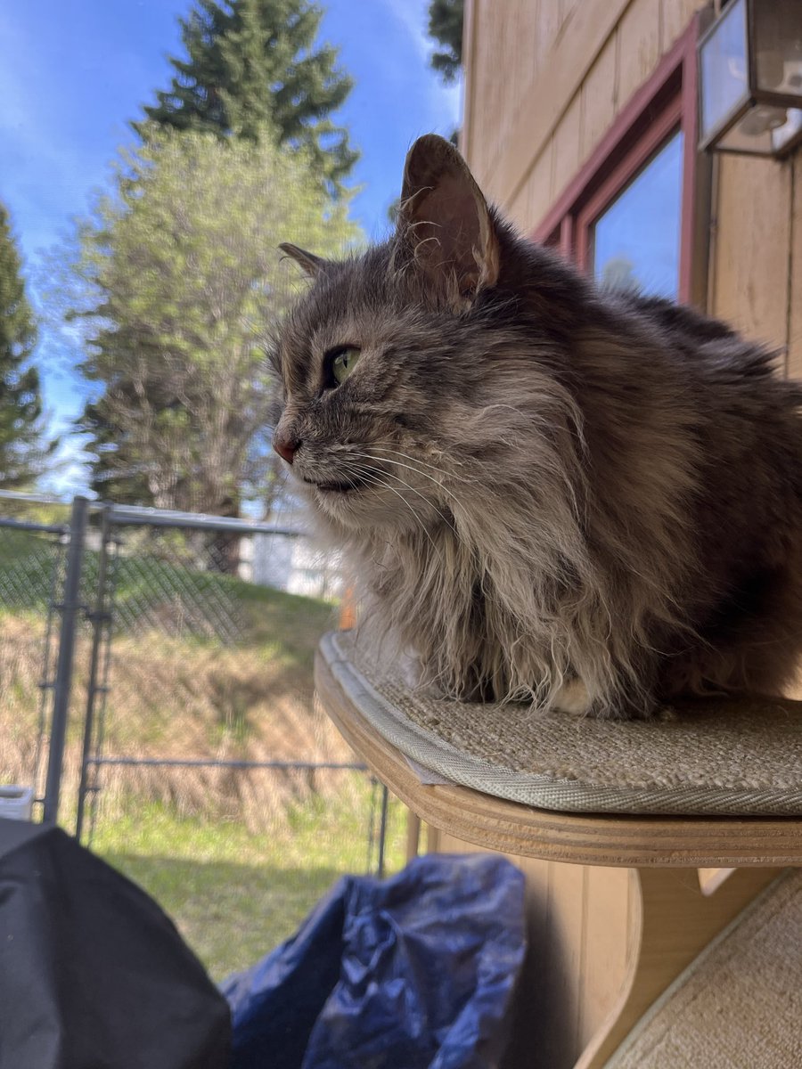 tauriarts's tweet photo. Typha 🌾
It’s been two weeks since she has been diagnosed, and she can’t really close her mouth anymore, but she’s still eating well. She continues to enjoys her treats, her favorite activities, and is still the same sassy, then sweet cat. 🥹
#cat https://t.co/VVAD6CgnCz