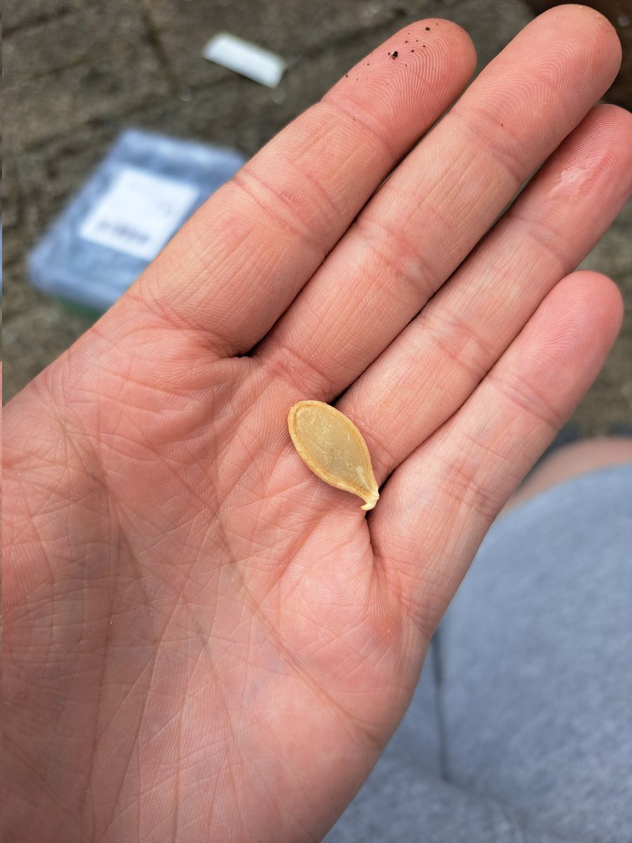 OakInWinter's tweet photo. @Syndicate @The110Farm I saved a lot of my seeds from last years pumpkin i got at the patch, I washed, dried and stored them with care. Soaked them to kick of the germination process and now I can grow my own 110 pumpkins at home! Im so very excited https://t.co/eKgeh4YaqI
