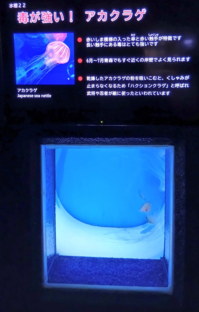 picM13's tweet photo. コーナー終盤へ
『水槽２１』オワンクラゲ水槽
オワンクラゲって日本人がノーベル賞をとった研究題材だったんですよね🤩
綺麗な緑色💚
『水槽２２』アカクラゲ水槽
🤧ﾊｸｼｮﾝ https://t.co/KNBpIQswqR