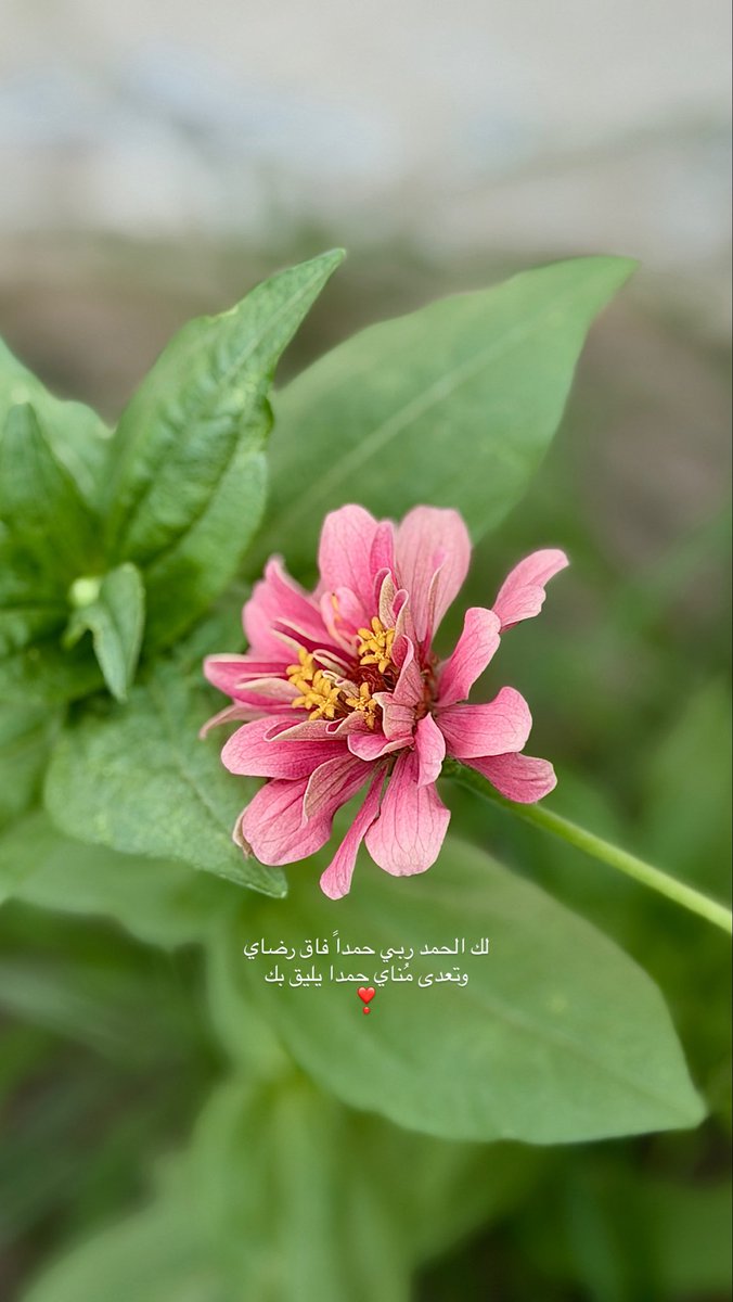 ph_oto3's tweet photo. #مساء_الخير_والسعادة https://t.co/RX0gOxEoat