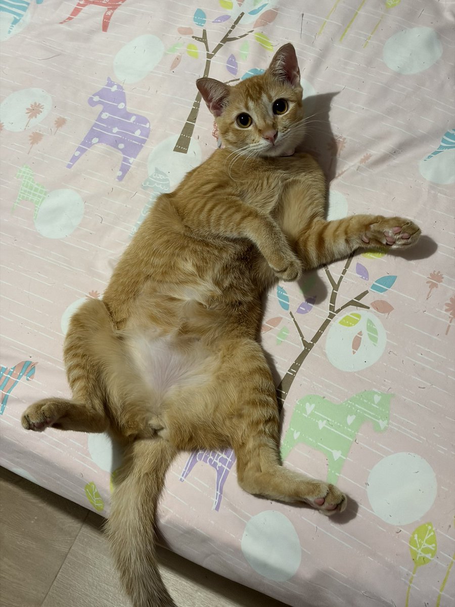 แมวอ้วนสีส้ม tweet media