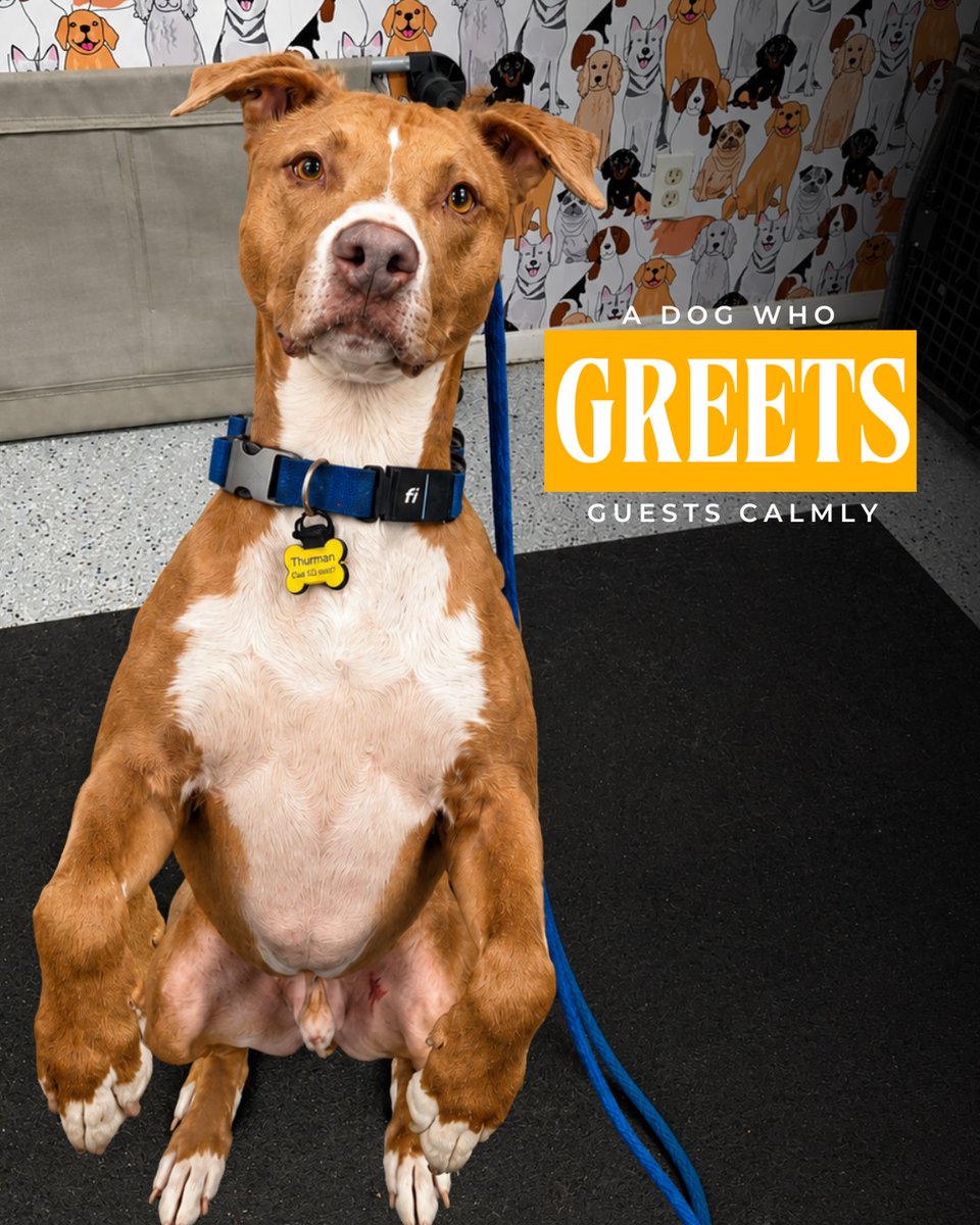 TrainWalkPoop's tweet photo. A dog that greets guests calmly 📷📷
That’s not luck — that’s training, structure, and consistency. A calm greeting creates a better experience for your visitors and a less stressful environment for your dog 📷
No jumping, no chaos, no pulling — just confidence and good manners.
#DogTraining #WellTrainedDog #DogBehavior #DogTrainer #CalmDogs