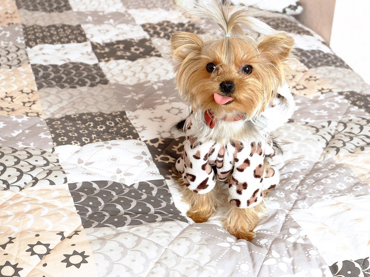 TweexxJ's tweet photo. Curious dogs create unforgettable memories ✨
Their playful spirit inspires joy every day ❤️
nuF https://t.co/r9Vt4BJ6dX