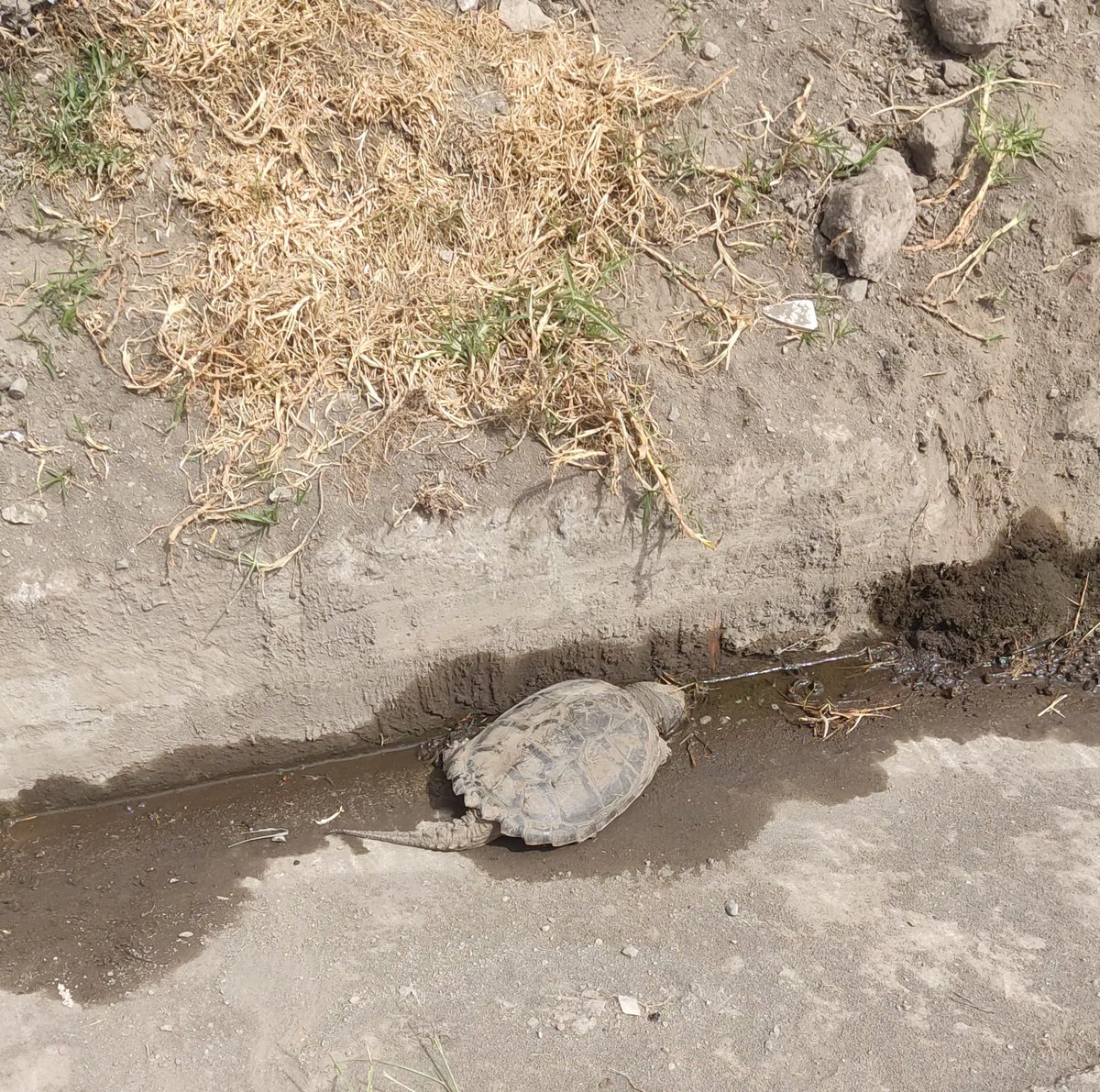 MAATE_Zonal3's tweet photo. #Chimborazo / La Unidad de Bosques y Vida Silvestre en coordinación con la #UPMA, realizó el rescate de una tortuga mordedora (Chelydra sp) encontrada en la vía a San Luis. El espécimen fue trasladado al centro veterinario Animalandia Zoovet para su valoración y recuperación. https://t.co/Z2ifPQ1RRU