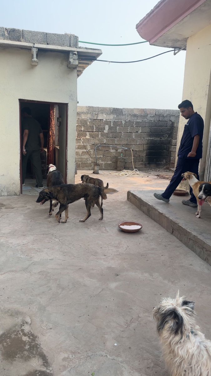 HomeStrays's tweet photo. Had the vets visit FARM today, sadly all the sections are full to the capacity now because of rescues during poisoning drives around Punjab 💔

We have to spay/neuter every adult dog &amp; any support with it would mean a lot

Each surgery costs £40 only 🙏🏻
https://t.co/H2ICURy90w https://t.co/e4T4Bikklr