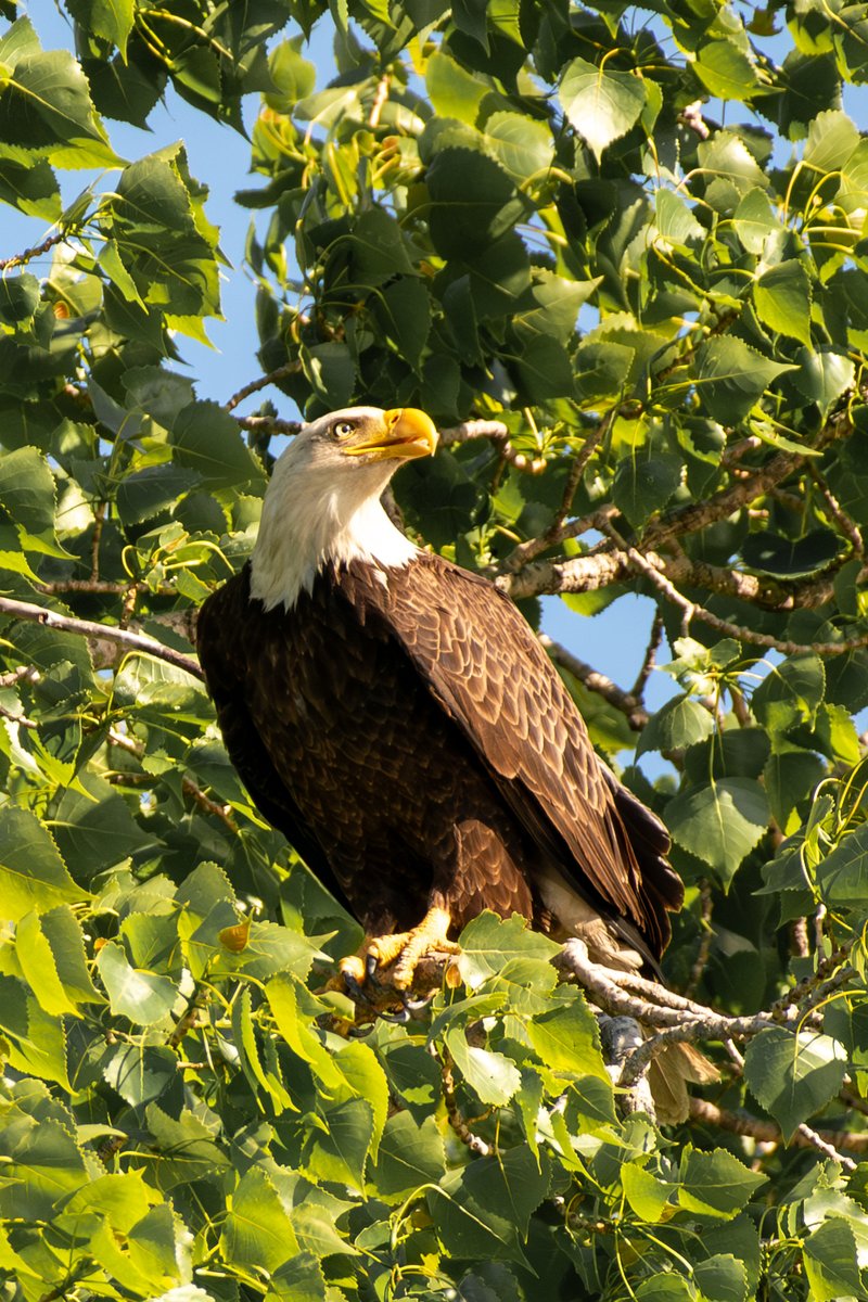 TodaysBaldEagle's tweet photo. Bald eagle.
(Photo courtesy of Jen King)
#birds #eagles #NaturePhotography #wildlife #nature https://t.co/XCb8WFg4hz