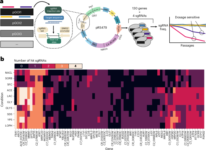 stephenmarek2's tweet photo. CRISPRi screening reveals essential fungal vulnerabilities. Nat Microbiol (2026). https://t.co/nX2SMx2Wef https://t.co/A9dWnwuLAl