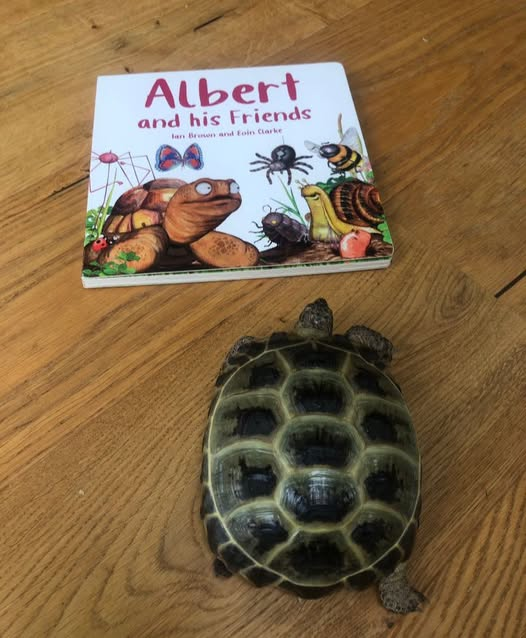 AlbertTortoise's tweet photo. We love seeing YOUR #tortoises and #turtles with our #ALBERTthetortoise #books. Like this pal of real ALBERT sizing up their copy of Board Book ALBERT and his Friends. #AvailableNow 3 #ALBERT #BoardBooks, 9 #picturebooks & #ActivityBook https://t.co/sGYhBlFUhP
#bookseries #story https://t.co/NWXkwcfptv