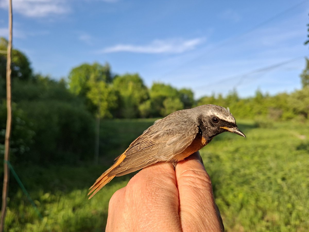 KasparsFunts's tweet photo. Erickiņi arī sētā ligzdo, šis ir tēvs. https://t.co/DPVBqqICGN
