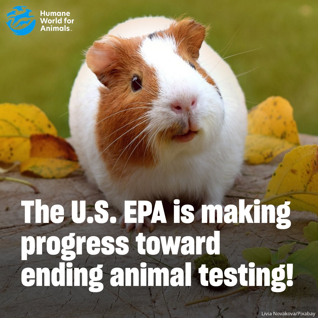 humaneworldeat's tweet photo. 🎉GOOD NEWS 🎉

The @EPA is staying on track in their commitment to end animal testing by 2035! We have long advocated for ending animal suffering when high-quality humane options are readily available.

Read more here: https://t.co/bpslFokXCd https://t.co/C9sqBVabaq