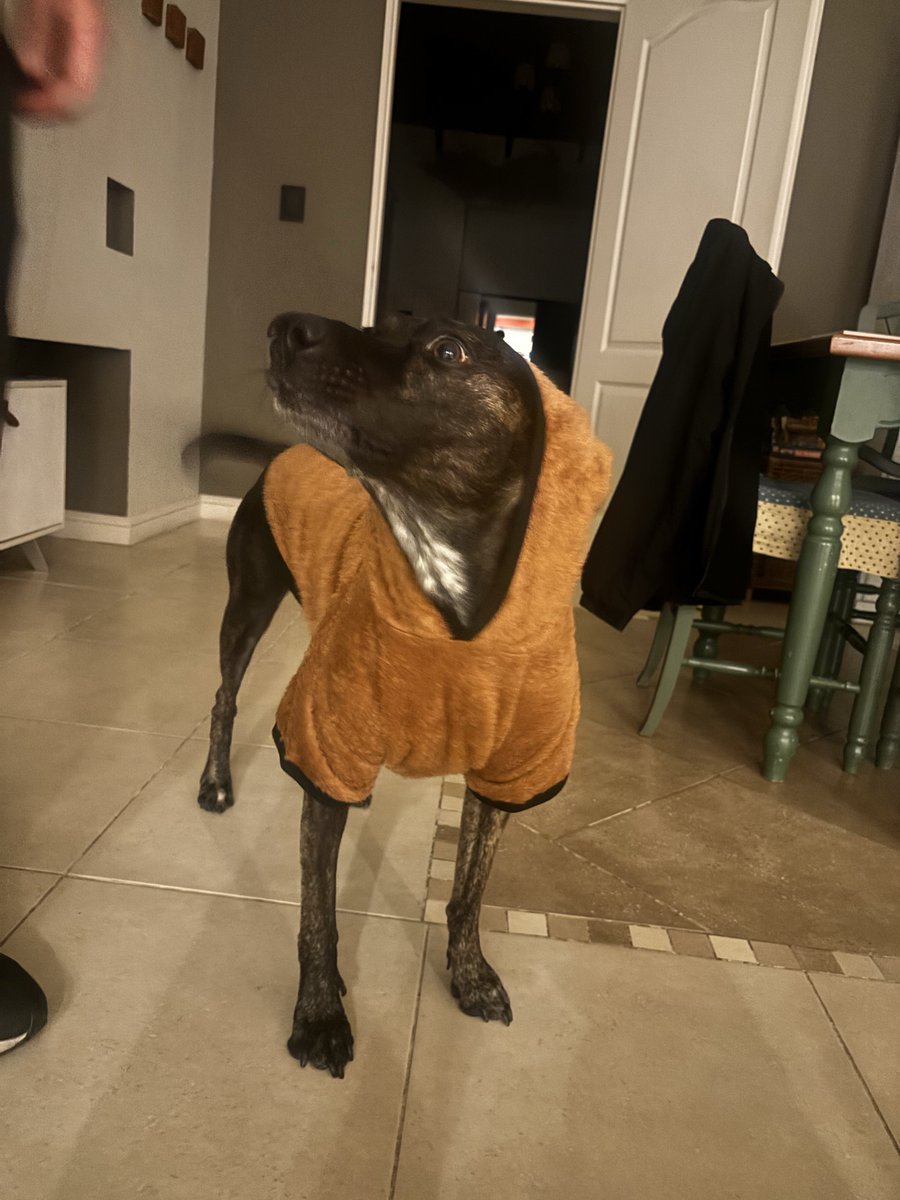 AlanFierroM's tweet photo. Loki con outfit de wookie para mi cumpleaños! https://t.co/hclnFBHupr