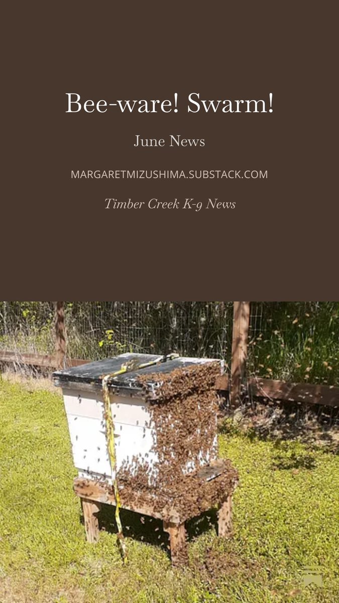 margmizu's tweet photo. Find #book news and #giveaways here in my June #newsletter  https://t.co/DxmXPfKv4S
#amreading #mystery #suspense #thriller #dogs #K9 https://t.co/pnpsXxfpDW
