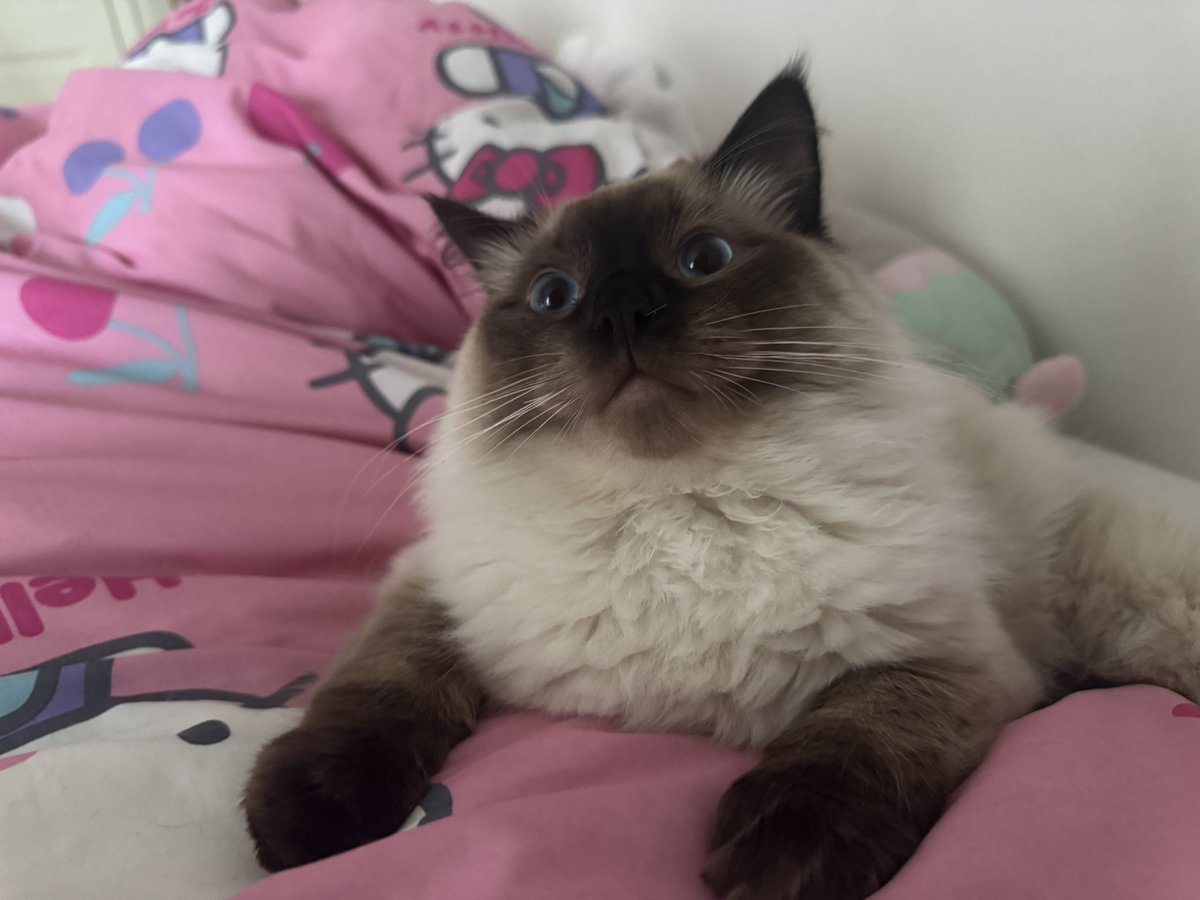 pusheenfartcat's tweet photo. do u think he knows he exists https://t.co/p49L6CENf0