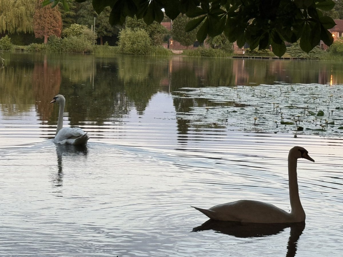 Swan_Rescue's tweet photo. A late call to York on Sunday evening, for a distressed swan reported to be carrying a hook through his upper beak and trailing line, with a reluctance to eat. The swan was secured on first attempt, the fishing tackle safely removed, and returned to his awaiting mate. https://t.co/TBP43CliRD
