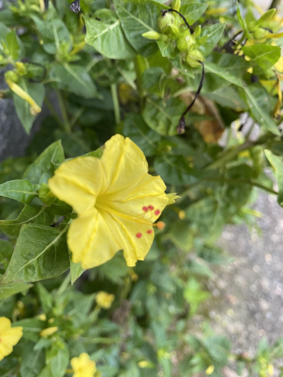 BeautifulManali's tweet photo. @1mraught 🙏🍫💐🥰 https://t.co/8dRlpwhUPj