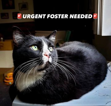 sachikoko's tweet photo. 🆘URGENT🆘FOSTER NEEDED🙏🏽PLZ SHARE🆘
💝Sweet, Handsome 9YO #Senior Black &amp; White #Tuxie Kitty BOOTS💝
📢Needs A New #Foster Or Adopter ASAP!
▶4 INFO https://t.co/kpTTLhpkaT
🙏🏽#FosteringSavesLives 
#LosAngeles, #CA #SoCal #SpecialNeeds
✅CATS @TheCatsMeowInc #RehomeHour #US #CATS https://t.co/TU64xU3H17