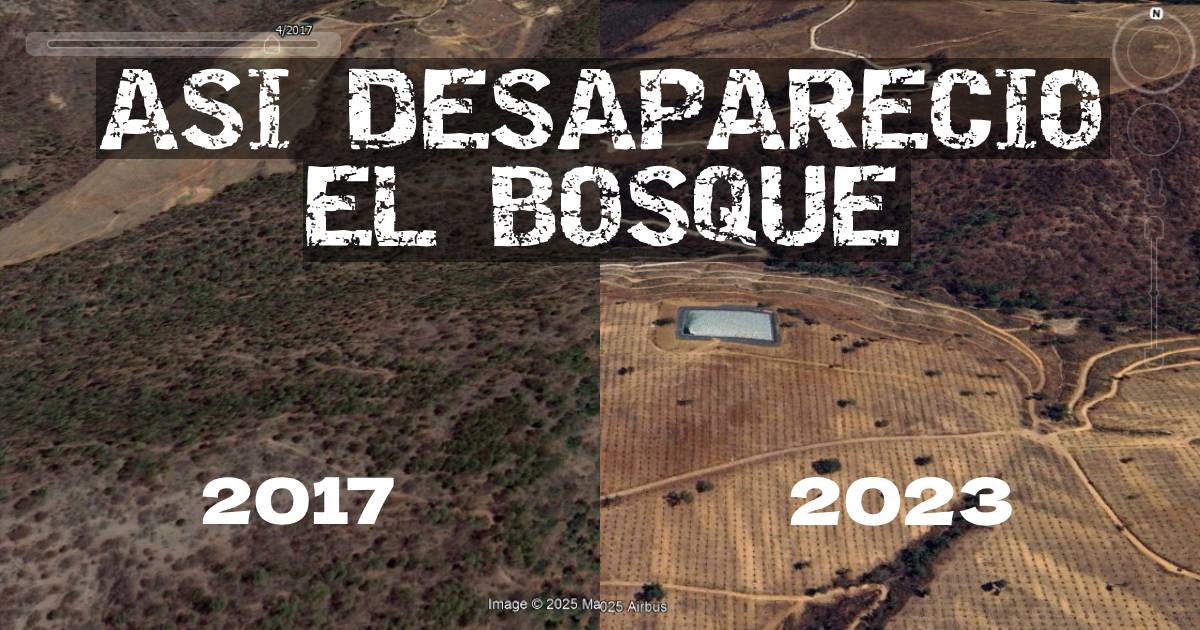 laurorodriguez_'s tweet photo. ¿Recuerdan la tragedia del 2 de junio de 2019 en San Gabriel? 

La tala y los incendios que la provocaron, ahora son huertas aguacateras. 

5 personas murieron, una desapareció, 3 mil afectadas y ningún detenido, sanciones por sólo 1.7 mdp y aguacates.🧵 https://t.co/bADwMjo09E