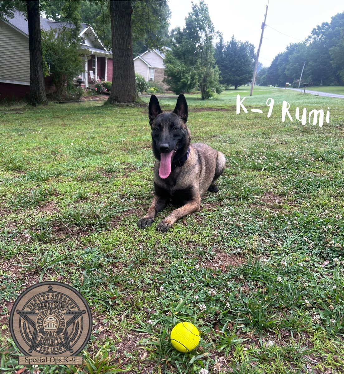 HCSOK9Division's tweet photo. Did someone say it’s Tongue Out Tuesday??😛

K-9 Rumi had to take a quick break from playing.. uh.. working to strike a quick pose😂

#K9Rumi🐾💛
#TongueOutTuesday
#SweetGirl
#WorkHardPlayHarder
#Maligator
#WorkingPup
#SpecialOpsK9
#HCSOK9Division
#HCSO https://t.co/c2H0JKLBzB