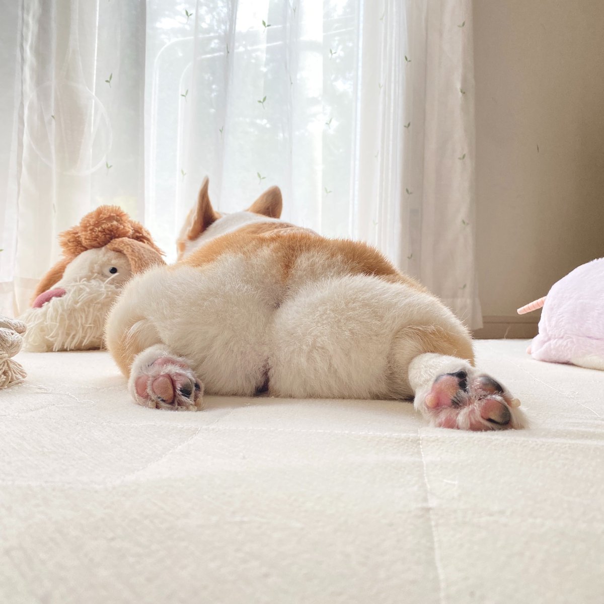 Banana_corgi7's tweet photo. もっちりした犬です。どうぞお受け取りください https://t.co/0St8TO91X8
