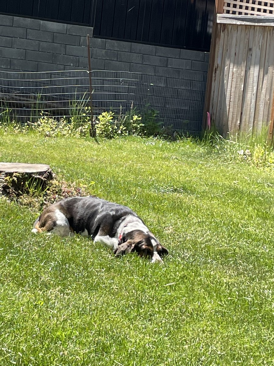 Gusterbear's tweet photo. Hihihi. Is maximum warms today so doggies are having lots of sunshinetimes! https://t.co/VrNGTZKtNa