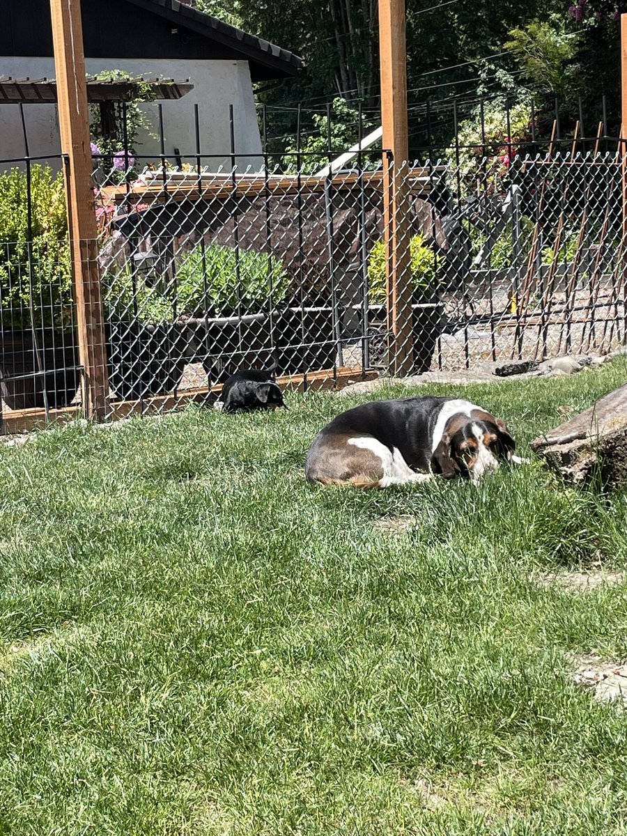 Gusterbear's tweet photo. Hihihi. Is maximum warms today so doggies are having lots of sunshinetimes! https://t.co/VrNGTZKtNa