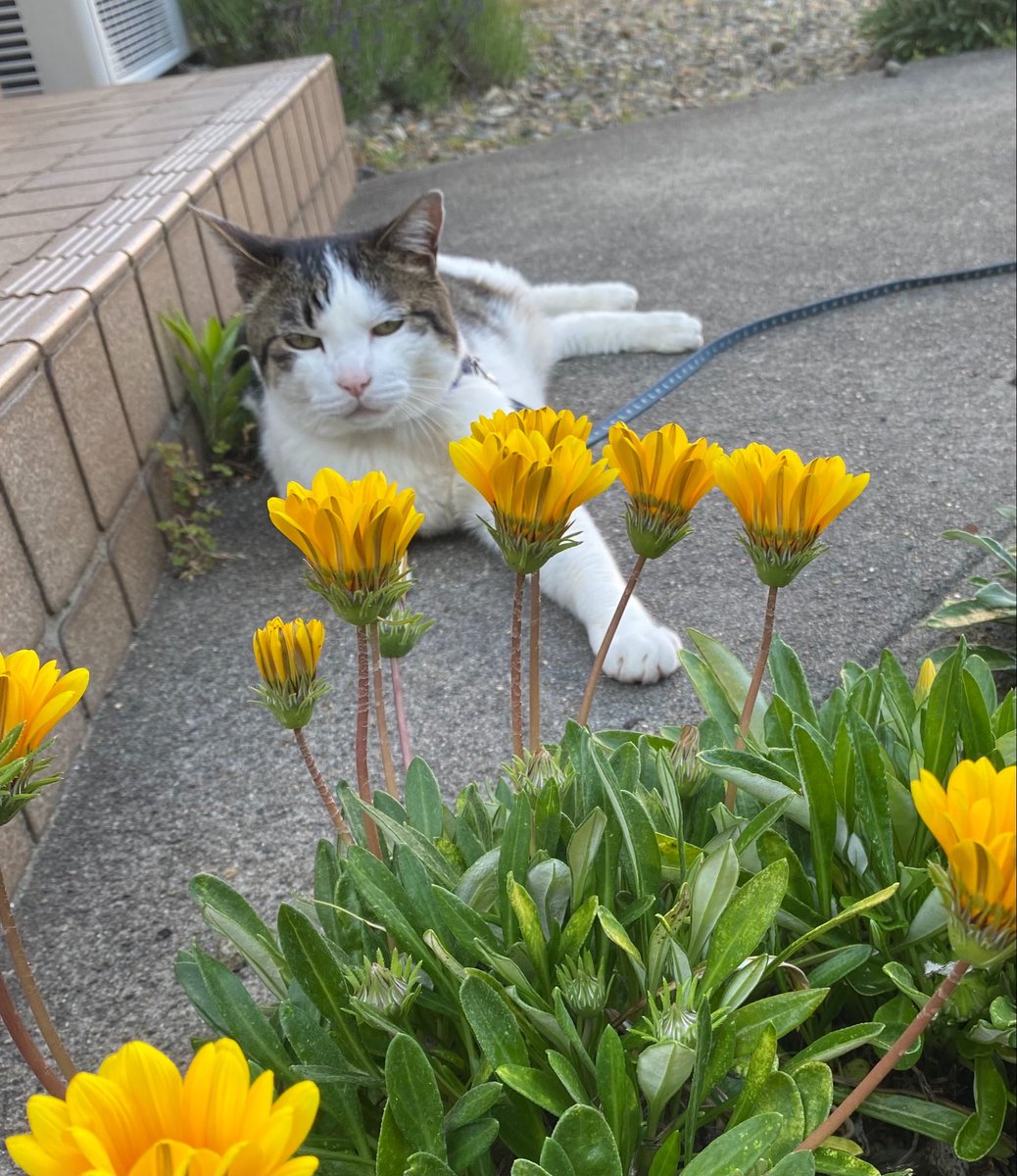 RIKA53247404's tweet photo. おはようございます。

昨日は2度のにゃん歩🐾楽しんだはくにゃん🐱座ってばかりで散歩と言えるのか！？

濃厚抹茶ツノがぴんっ🍦

#猫のいる暮らし　#散歩猫　#保護猫

#ソフトクリームパーラーラッキー　#サカタント https://t.co/i3Npjuw0M1