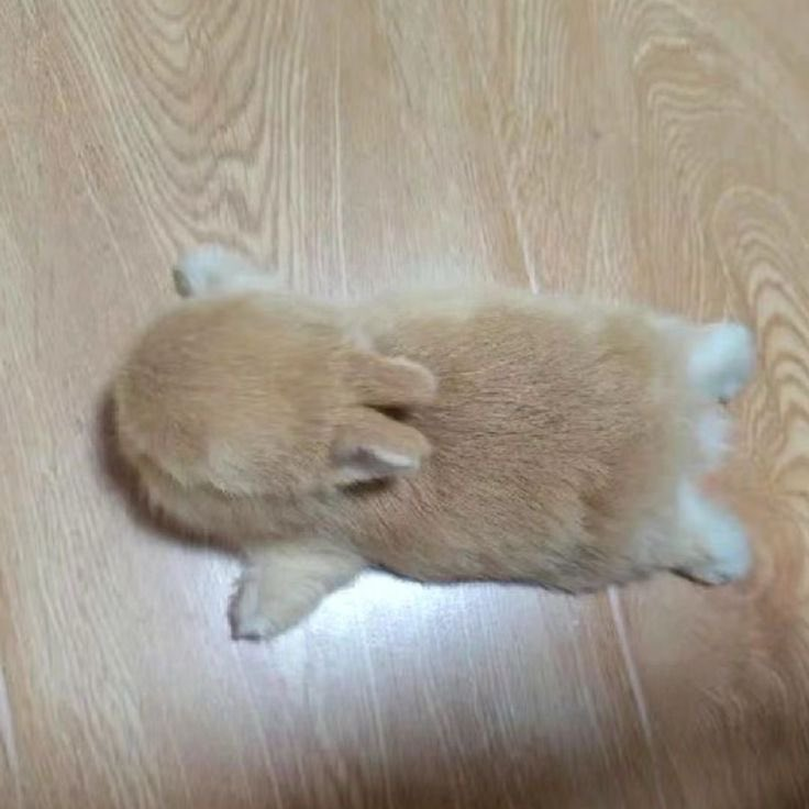 riruane's tweet photo. soi ese, descansando por hoy

YA ME SIENTO MEJOR DE LA GARGANTA y siento que puedo hablar sin morir mucho, pero me tomare el día de hoy también por si acaso, nos vemos mañana huhu tqm

( ꜆⌯' '⌯)꜆♡ https://t.co/OydpVZgpxP