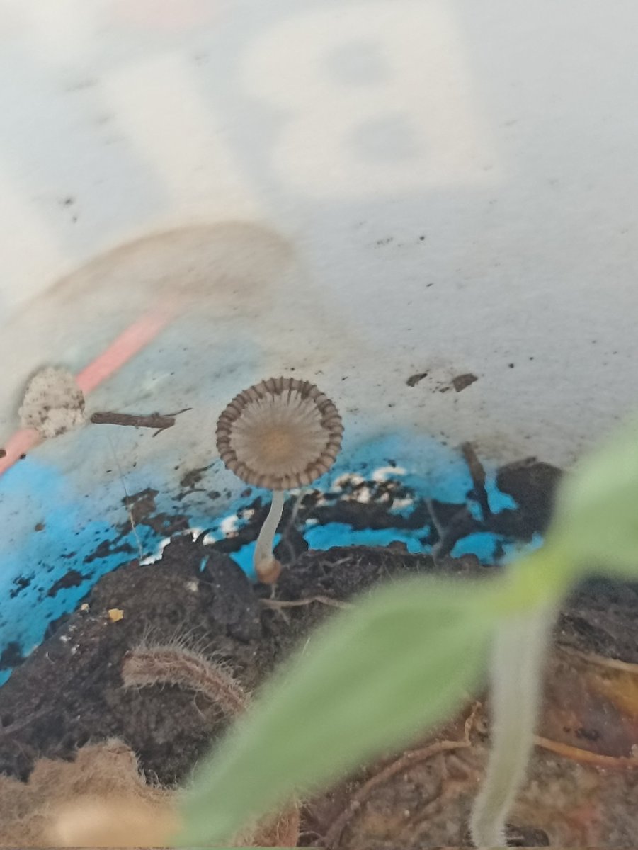 nanitocore's tweet photo. chicos, estaba revisando mi planta de tomate que germinó hace unos días. lo regué ayer por la noche y todo estaba bien, pero hoy ya tenía este hongo. ¿creen que debería quitarlo? no tengo ni idea de que se hace en estos casos https://t.co/fwwD6s5hkt