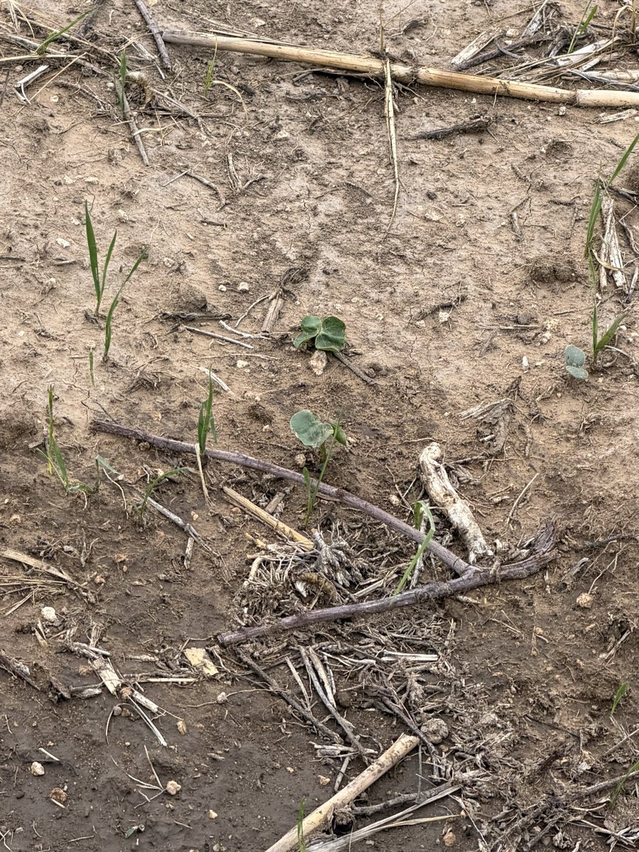 ccmac_OSU's tweet photo. @CBKimbrell Wheat planted for cover crop last fall finally germinating now as this years cotton emerges, hopefully be a nice companion for a few weeks https://t.co/VUIpPkcaZo