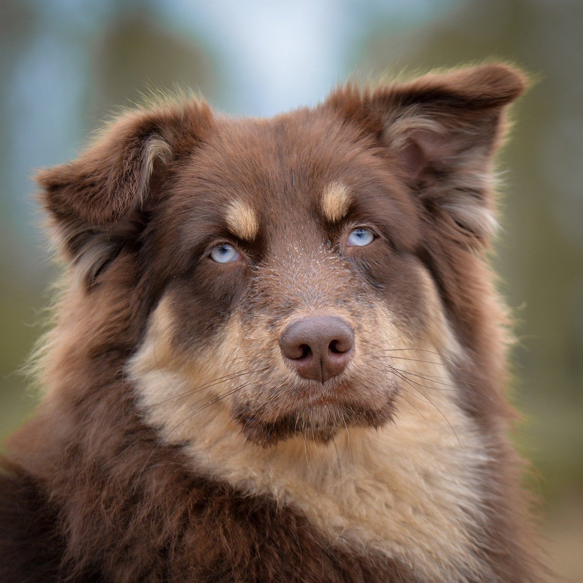 _Mosthaatedd's tweet photo. Happy dogs fill the world with happiness 🤍
Their playful spirit inspires joy every day 💫
lBsy https://t.co/xD6X9Jxoc2