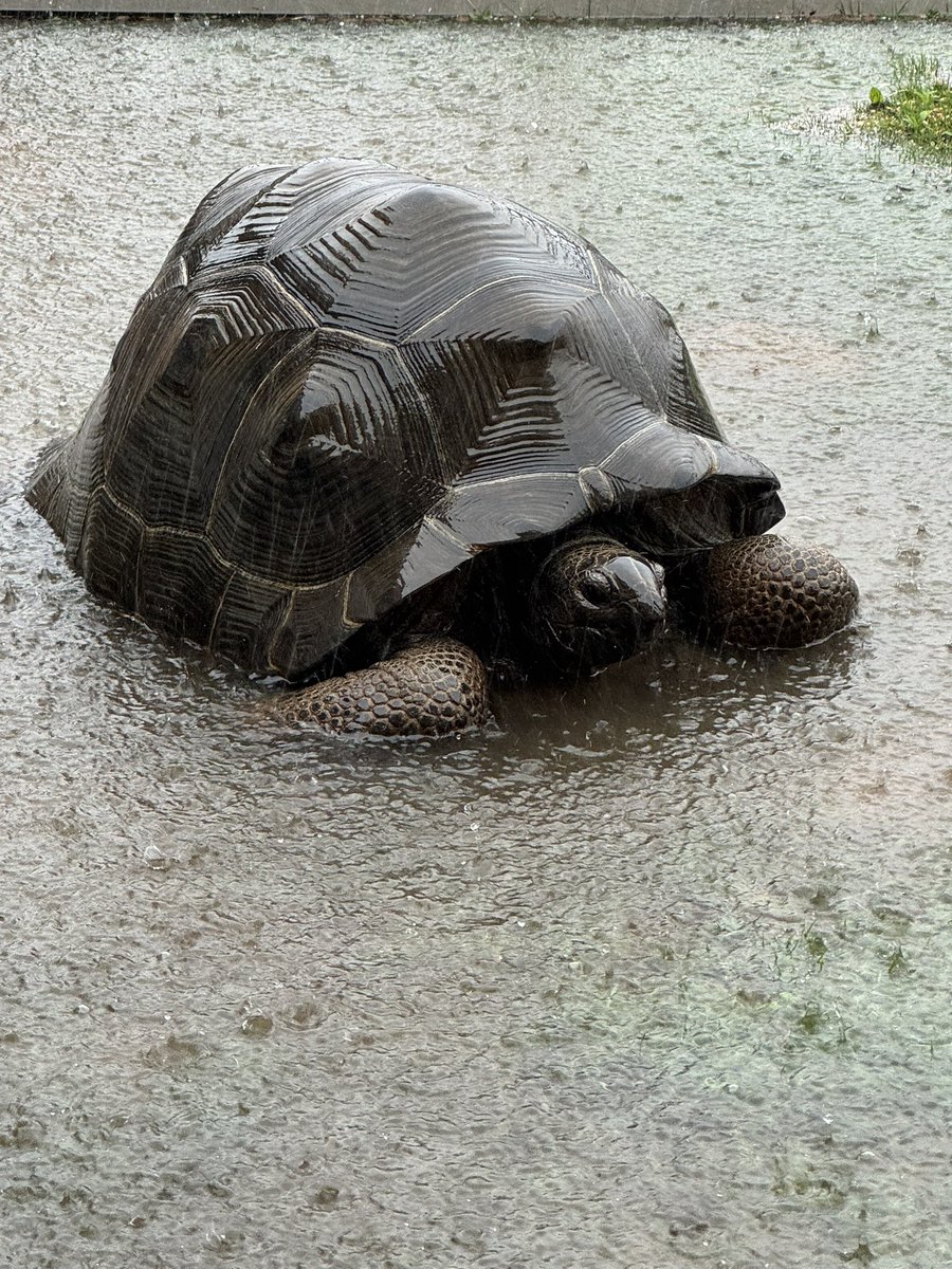 melonpapa24's tweet photo. 大雨を喜んでる方がおひとり😅
わざわざ出てきてくつろいでます。

台風🌀嫌ですねー https://t.co/6EeEQrPmOD