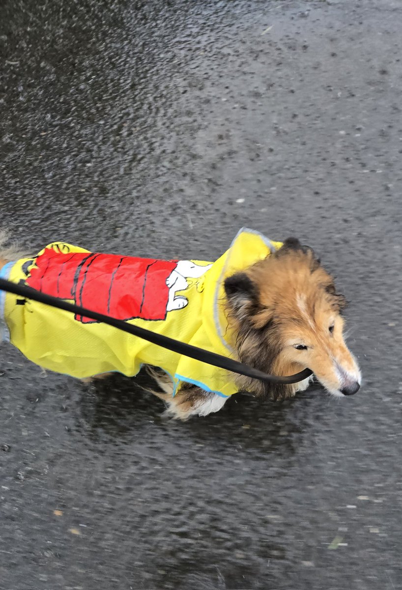 shellshellty's tweet photo. おはよー🐶
台風だね🌀
皆あんまり出歩かないようにね
でもハルは行くよ
だってオシッコ外でしかしないからぁぁぁぁぁ!
カッパに不満顔だけど君が外でしないからだからね?
君は雨なんて関係ないから楽しいもんねえ!! https://t.co/aCNo9rBdMM