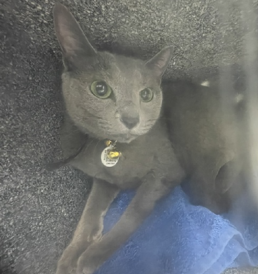 JLthekid9999's tweet photo. 🆘🆘 EXABYTE (ID 253945), 2 YO, MALE –  IN QUEENS ACC - came into the shelter as an  owner surrender on 5/7/2026, with the surrender reason stated as animal behavior - aggressive to other animals.    🆘🆘 😿 😿 😿 😿

➡️TBD 6/4/26

➡️ NEW HOPE PARTNER RESCUE ONLY

➡️ 🆘🆘  1ST Chance on Emergency Placement List – VERY URGENT – 🆘🆘 😱🔥🔥😱

➡️ 27 DAYS IN SHELTER – TOO LONG – TIME IS RUNNING OUT

➡️ EXABYTE IS ON THE EPL FOR BEHAVIORAL REASONS - He is not thriving in the care center and continues to display distance-increasing behavior when approached for interactions. He has not warmed up despite staff using treats to build a positive association.  This designation often means that the cat will be given very little time for rescue/foster/adoption.🔥🔥🔥🔥

Exabyte is an otherworldly beauty with shimmering silver-blue fur and striking emerald eyes that look like they were carved from a glowing geode. 💚✨ With his angular features and intense gaze, he looks a little bit like an alien visitor - in the very best way possible. Right now, Exabyte is deeply misunderstood. Shelter life has been overwhelming for him, and he does not yet feel comfortable with petting or handling. But beneath his wary exterior is a sensitive cat who deserves the chance to decompress in a calm, low-traffic environment with a patient and compassionate person. Exabyte is seeking rescue placement with someone who understands that trust can take time, and that quiet companionship can be just as meaningful as constant affection. With stability, kindness, and space to feel safe, this extraordinary boy has every chance to thrive. For the right rescue or adopter, Exabyte won't just be a cat - he'll be a once-in-a-lifetime companion. 🛸🐾 ❤️ 😻❤️ 😻❤️ 😻

NEEDS OUT OF SHELTER ASAP –

Please RT or pledge, if you can, to save this little one.

@AdamsPaulGrimke

@mehser12

💔😿🙏Thank you
