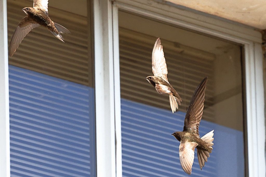 DorkingSwifts's tweet photo. They survived a 6,000-mile migration from Africa.

They did not survive a demolition in Dorking.

Swift colony lost at Regent House owned by @Clarion_Group was demolished during the breeding season.

We want answers.

@_Chris_Coghlan @ChrisGPackham @MeganMcCubbin @birdshannah https://t.co/EJemS6XtVm