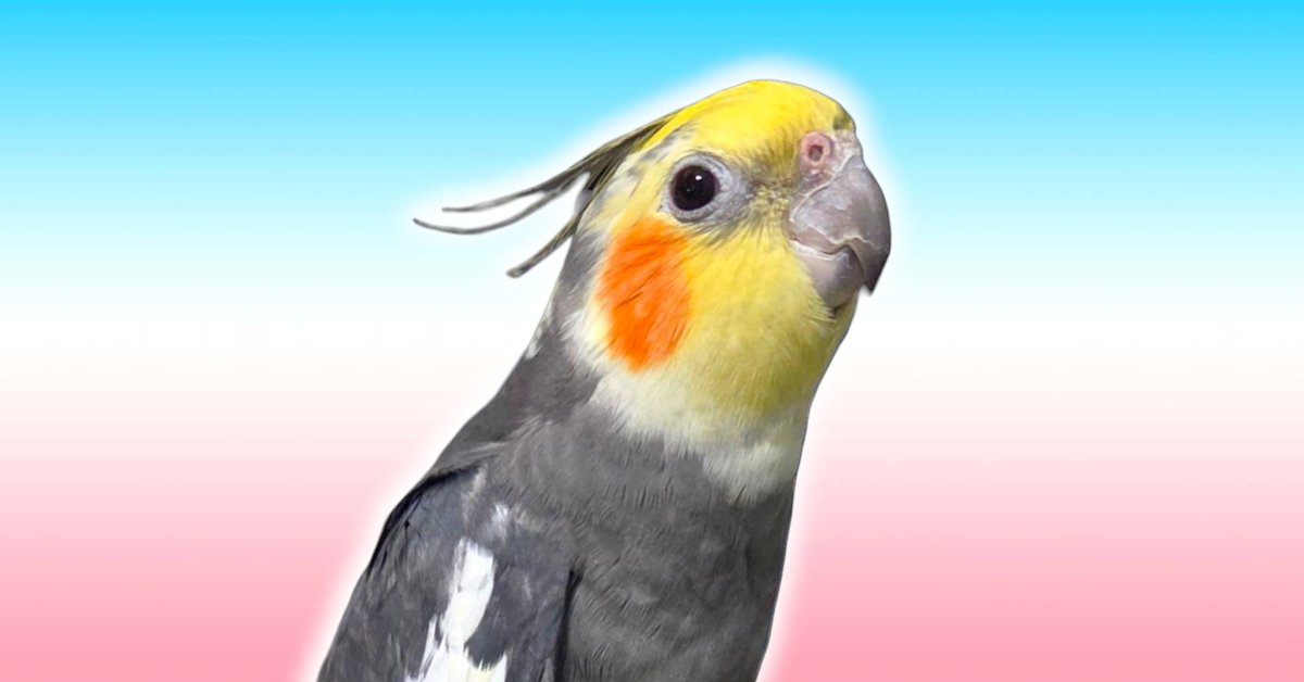 PepperNPals's tweet photo. Some more Pooka for you https://t.co/rB3m5UTpBM