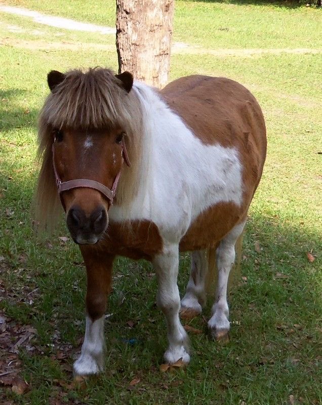 luvblessingz's tweet photo. fat pony with horrible haircut https://t.co/YDGzEMUOyu