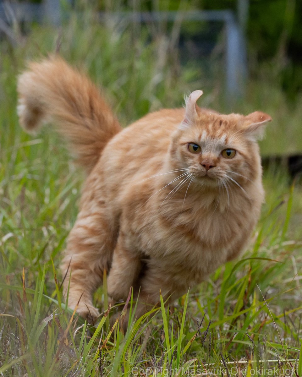 猫写真家 沖 昌之 (MASAYUKI OKI) tweet media