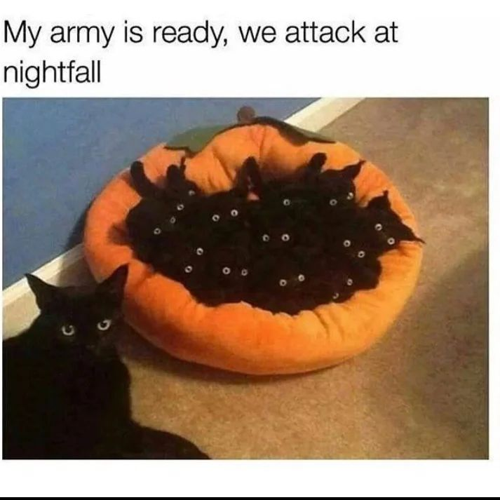 PunchingCat's tweet photo. https://t.co/Mn46qc3Pwj